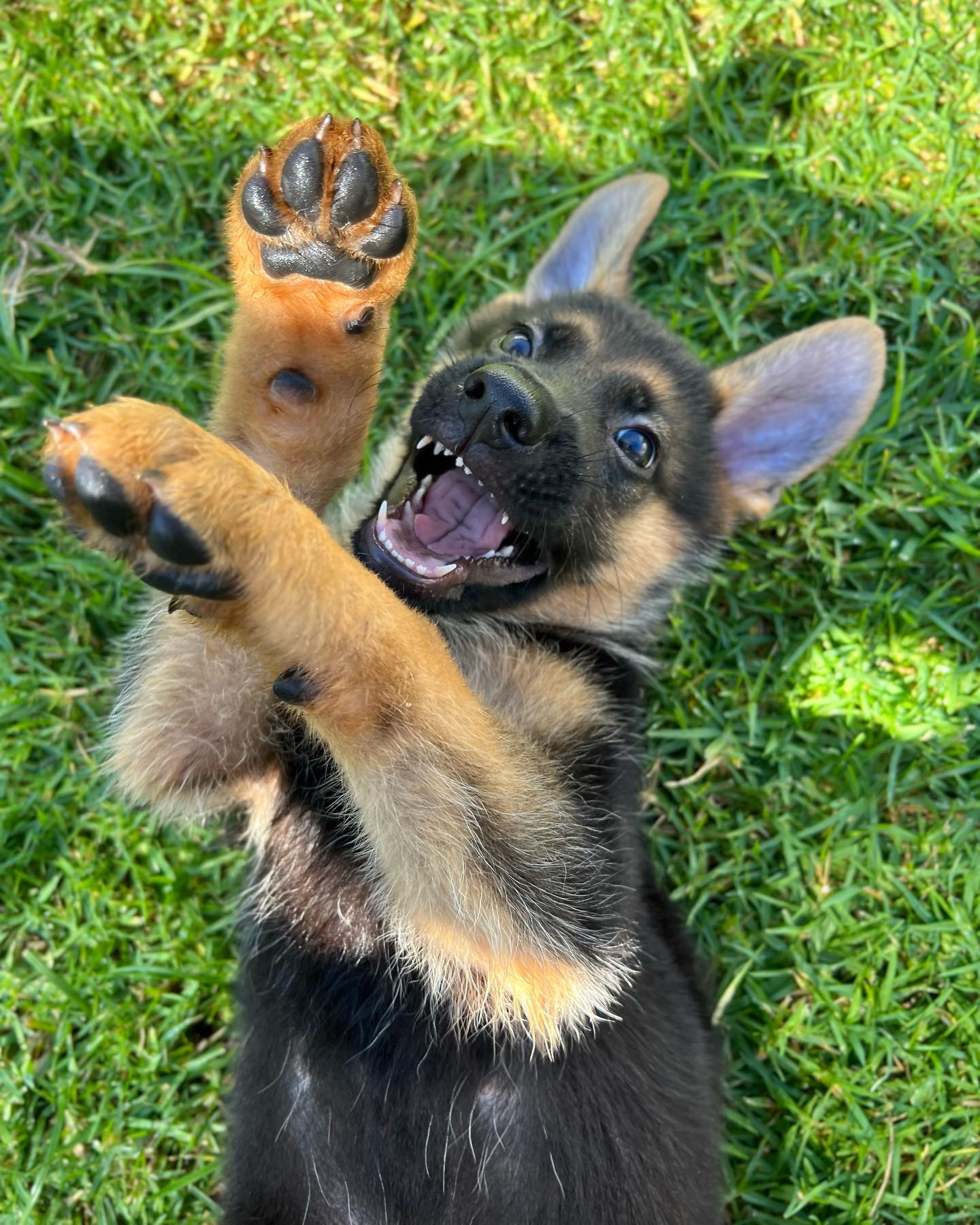 sweetlunagsd-20240324-0007